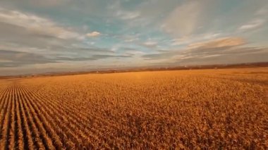Modern tarım. Güzel buğday tarlaları ve hasat bitkileri havadan çekiliyor. Manevra kabiliyeti olan insansız hava aracı uçuşu. Sonbahar mevsimi.