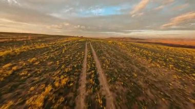 Kırsal kesimde FPV çarpıcı bir uçuş. Gün batımında ekinlerin yetiştirildiği doğal çevre. Hava görüntüsü.