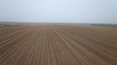 Sersemletici boş kırsal alanda hava görüntüsü. Uzun sıra buğday ekme tarlaları. Tarım ve tarımcılık. Hasat makineleri. Çiftlik işleri. FPV.