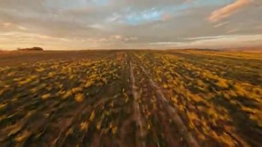 Güzel kırsal vadideki FPV hareketli manzara. Sonbahar tarlalarını gün batımında buğday mahsulleriyle hasat edin. Sonbahar sezonu. Kırsal doğa.