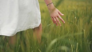 Yeşil bitkiye dokunan sevimli küçük kızın iftiracı eli. Yüzü olmadan. Çiftlik. Açık havada. Şehir dışında. Yaz zamanı. Buğday sapları.