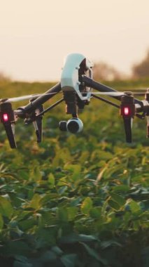 Hava sahneleri, canlı tarlalarda süzülen bir dron gibi doğanın güzelliğini gösteriyor. Video ayçiçeklerinin üzerinde yemyeşil bitkiler ve gün batımı sergiliyor.