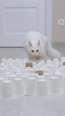 Kabarık tüylü, beyaz bir kedi, şık bir ev ortamında düzenlenmiş beyaz bardaklardan oluşan bir labirenti eğlenceli bir şekilde keşfediyor.