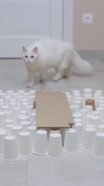 Meraklı ve oyuncu beyaz bir kedi, bardaklar ve kartondan yapılmış geçici bir kaleyi keşfediyor.