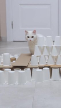Kapalı bir ortamda, neşeli beyaz bir kedi bardaktan yapılmış yaratıcı bir labirenti zevkle keşfeder.
