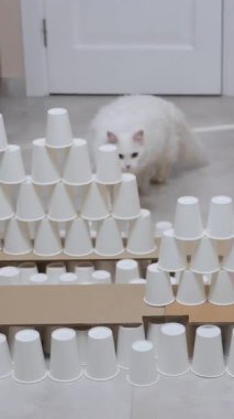 Tüylü, oynak beyaz bir kedi ilginç bir şekilde masanın üzerindeki istiflenmiş fincanların yaratıcı ve renkli düzenini inceliyor.