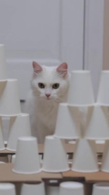Oyuncak beyaz bir kedi ilginç bir şekilde istiflenmiş plastik bardaklardan oluşan bir labirente bakar ve keyifli bir anı yakalar.