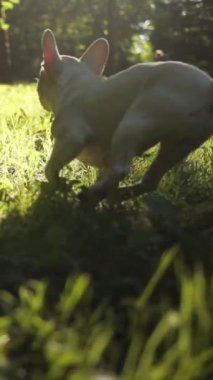 Canlı yeşil çimenlerin nefes kesen yakın çekimi. Açık hava ortamında hafif güneş ışığıyla aydınlatılıyor.