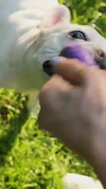 Neşeli bir köpek, güneşli bir ortamda renkli bir oyuncak kullanarak sahibiyle tugofwar oynar.