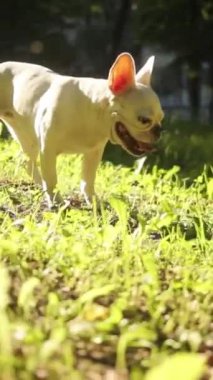 Sevimli ve büyüleyici bir Fransız Bulldog, parlak güneş ışığında güneşlenirken yemyeşil bir bahçeyi mutlulukla keşfeder.