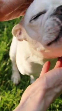 Meraklı beyaz bir Fransız Bulldog, açık ve güneşli bir ortamda zevkli bir ziyafeti hevesle izliyor.