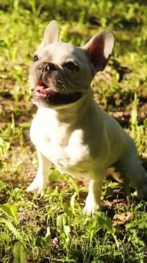 Yenilikçi ve keskin dijital pazarlama stratejileri ve fikirleri tasvir eden ilgi çekici bir illüstrasyon