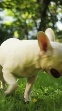 Kesinlikle sevimli ve eğlenceli beyaz bir Fransız bulldog canlı yeşil bir parkta güneşli güzel bir günün tadını çıkarıyor.