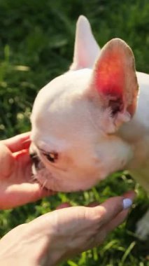 Çekici beyaz bir Fransız Bulldog açık havada neşeli ve sevimli karakterini gururla sergileyerek mutlu bir poz verir.