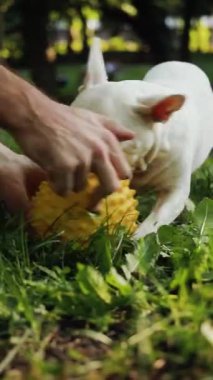 Çekici ve eğlenceli bir Fransız Bulldog yeşil çimlerde parlak, canlı, sarı bir topla mutlu mesut meşgul oluyor.