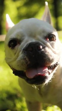 Sevimli bir Fransız Bulldog 'un büyüleyici yakın çekimi neşeyle güneşli bir parkta doğanın tadını çıkarıyor.