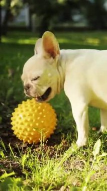 Sevimli beyaz bir Fransız Bulldog neşeli bir sarı dikenli topla güneşli bir parkta mutlu bir şekilde oynuyor.