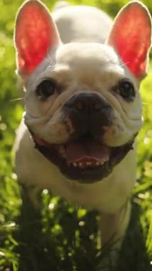 Canlı ve enerjik bir Fransız Bulldog canlı yemyeşil otların arasındaki güzel havanın keyfini çıkarırken mutlu olur.