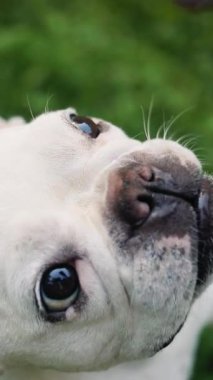 Neşeli bir Fransız Bulldog 'unun açık havanın keyfini çıkardığı büyüleyici bir yakın çekim görüntüsü.