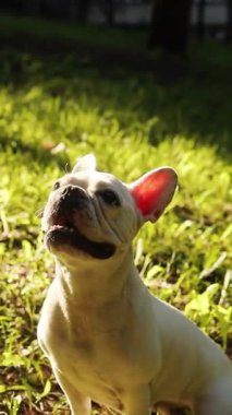 Fevkalade neşeli bir Fransız Bulldog canlı ve çimenli bir ortamda güneşli bir günün tadını çıkarıyor.