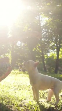 Güneşli bir parkta enerjik bir şekilde köpekle oynayan bir insanın hoş ve neşeli bir anı.