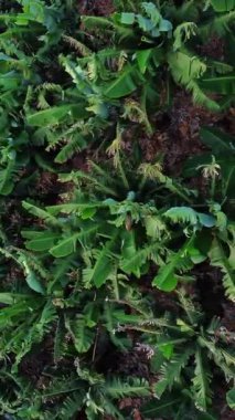 Bu video zengin topraktan filizlenen canlı yeşil bitkileri, yemyeşil yapraklarını ve çiçek açan çiçeklerini gözler önüne seriyor, bahçe ve botanik için ideal.