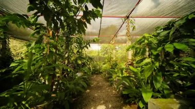 Huzurlu bir sera keşfetmek çeşitli bitkilerle dolu bir dizi, huzurlu bir çakıl yolu eşliğinde