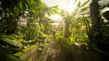 Canlı ve güzel bir sera keşfedin, yemyeşil bitkiler ve bol yeşillik ile dolu.