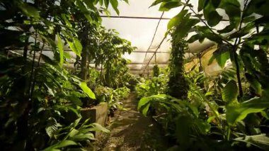 Gelin ve gelişen bitkiler, yemyeşil ve güzel doğal ışıkla dolu canlı bir serayı keşfedin.