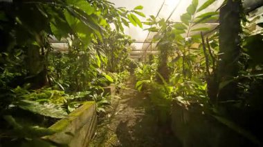 Yeşillik dolu canlı bir serada, gelişmekte olan bitkilerin arasından süzülen güneşli bir yol bulunur.