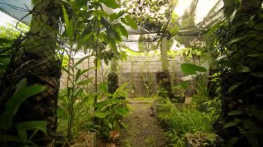 Çeşitli bitkilerle dolu huzurlu bir sera, yaprakların arasından süzülen güneş ışığı, sıcak bir atmosfer yaratıyor.