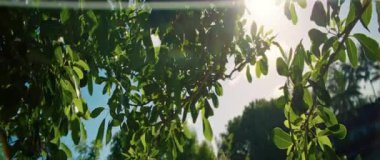 Bu sakin video doğada sakin bir gün sergiliyor. Sağlam bir ağaç dalı açık mavi gökyüzünün altında sallanıyor ve barışçıl bir atmosfer yaratıyor.