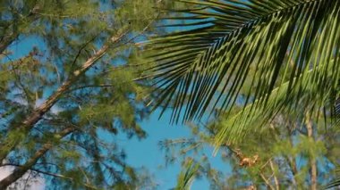 Berrak mavi gökyüzüne karşı canlı palmiye yapraklarının sakin manzarası, tropikal temalı projeler için mükemmel..