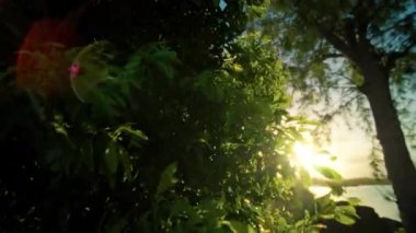 Bereketli, canlı yeşillik, gün batımında sakin bir sahneyi güzel çerçeveler, derin bir huzur ve doğal güzelliği çağrıştırır.