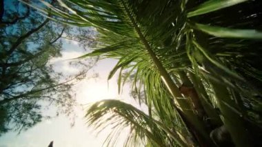 Nefes kesici güzel bir manzara. Uzun palmiye ağaçları zarif bir şekilde parlak, güneşli mavi gökyüzüne uzanıyor.