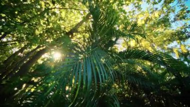 Parlak yeşil palmiye yaprakları, tropikal bir ortamda güneş ışığıyla aydınlatılıyor..