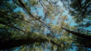 Ağaç dalları arasından nefes kesici bir manzara görülebilir, açık mavi gökyüzünün yanında canlı yapraklar sergilenir.