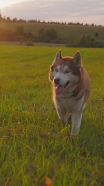 Neşeli bir köpek, doğada nefes kesen güzel bir günbatımı sırasında canlı yeşil araziyi mutlulukla keşfeder.