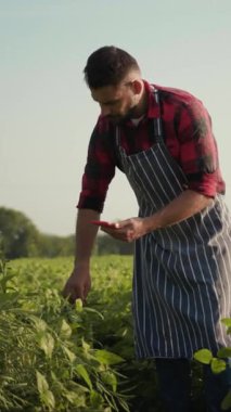 Kareli gömlekli ve önlüklü çalışkan bir çiftçi parlak güneşin altındaki canlı bir tarlada bitkileri inceler.