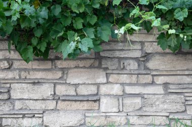 Üstünde asma dalı olan taş duvar