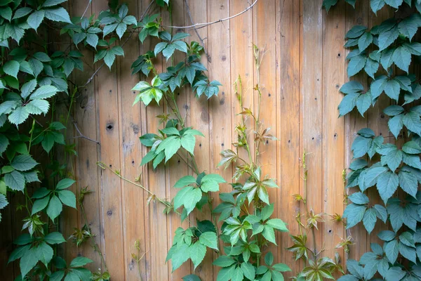 Valla Madera Con Seto Verde — Foto de Stock