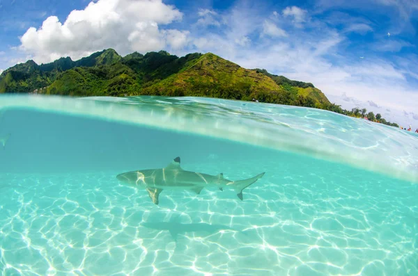 Squalo Della Barriera Corallina Nera All Isola Moorea Nella Polinesia — Foto Stock