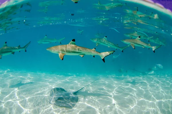 A group of black tip reef shark swims by Moorea in Tahiti French Polynesia
