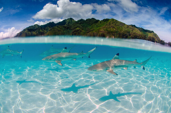 Black tip reef sharks swim in Moorea Tahiti French Polynesia