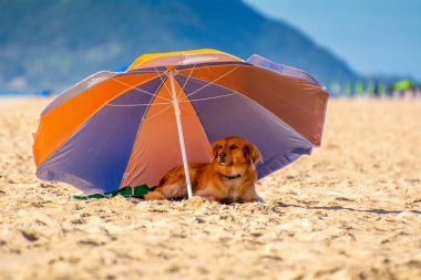 Florianopolis Brezilya'da bir plaj şemsiyesi altında gölgede Köpek dinlenme