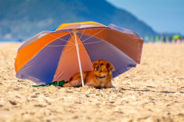 Dog rest on the shade underneath an beach umbrella in Florianopolis Brazil clipart