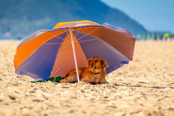 Florianopolis Brezilya Bir Plaj Şemsiyesi Altında Gölgede Köpek Dinlenme — Stok fotoğraf