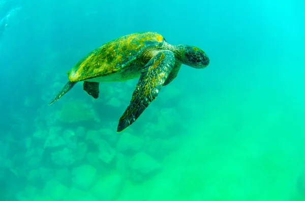 Tartaruga Verde Nadando Debaixo Água San Cristobal Nas Ilhas Galápagos — Fotografia de Stock