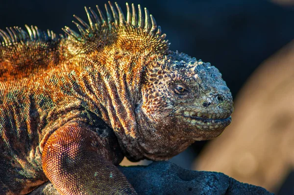 Close up shot from skin detail of a marine iguana in the Galapagos Islands