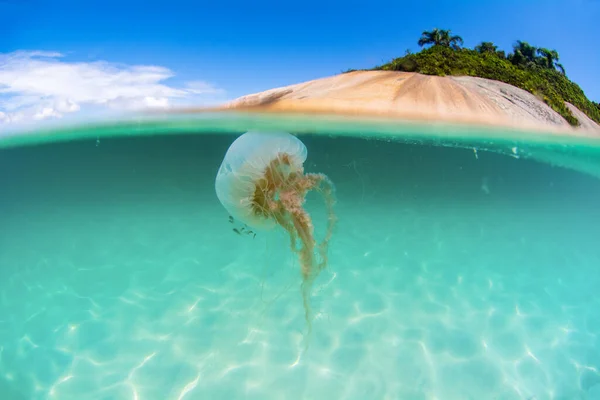Foto Una Medusa Che Nuota Acque Cristalline Campeche Island Florianopolis — Foto Stock